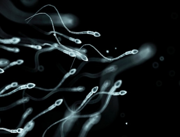 Sperm Count Dropping in Western World