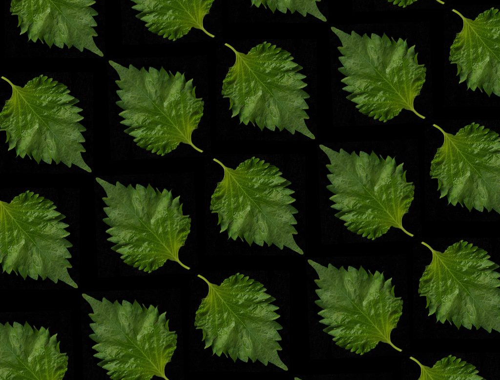 Godfrey’s Guide: Shiso, Two Ways