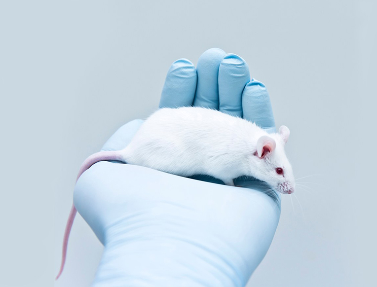 These Mice Stopped Eating Carbs So You (Maybe) Don't Have to
