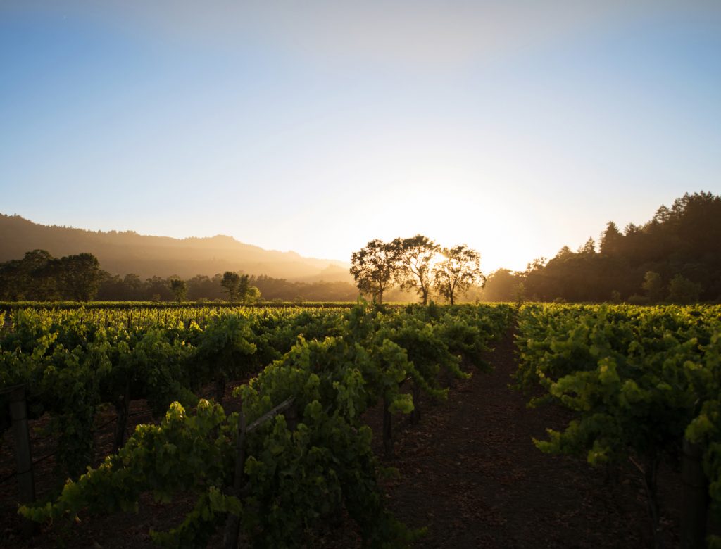 Yes, You Should Pair Wine with Your Shrimp Tacos—Plus, More Tips from a Napa Winemaker