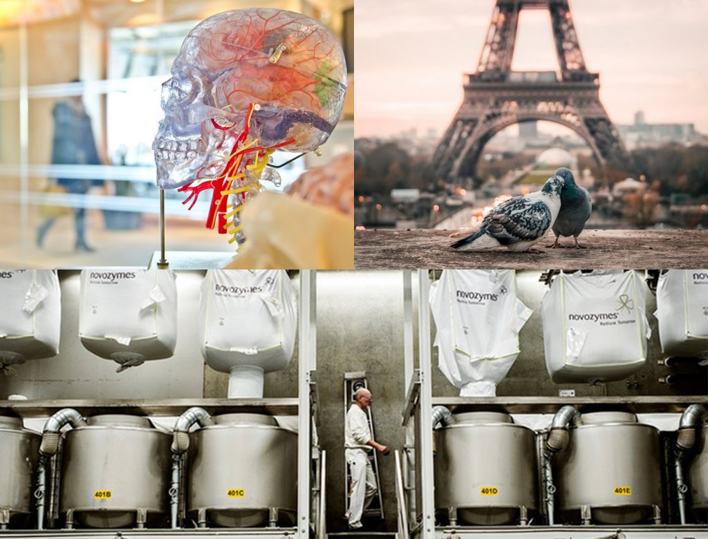 The Cleaning Power of Mushrooms? + Other Stories