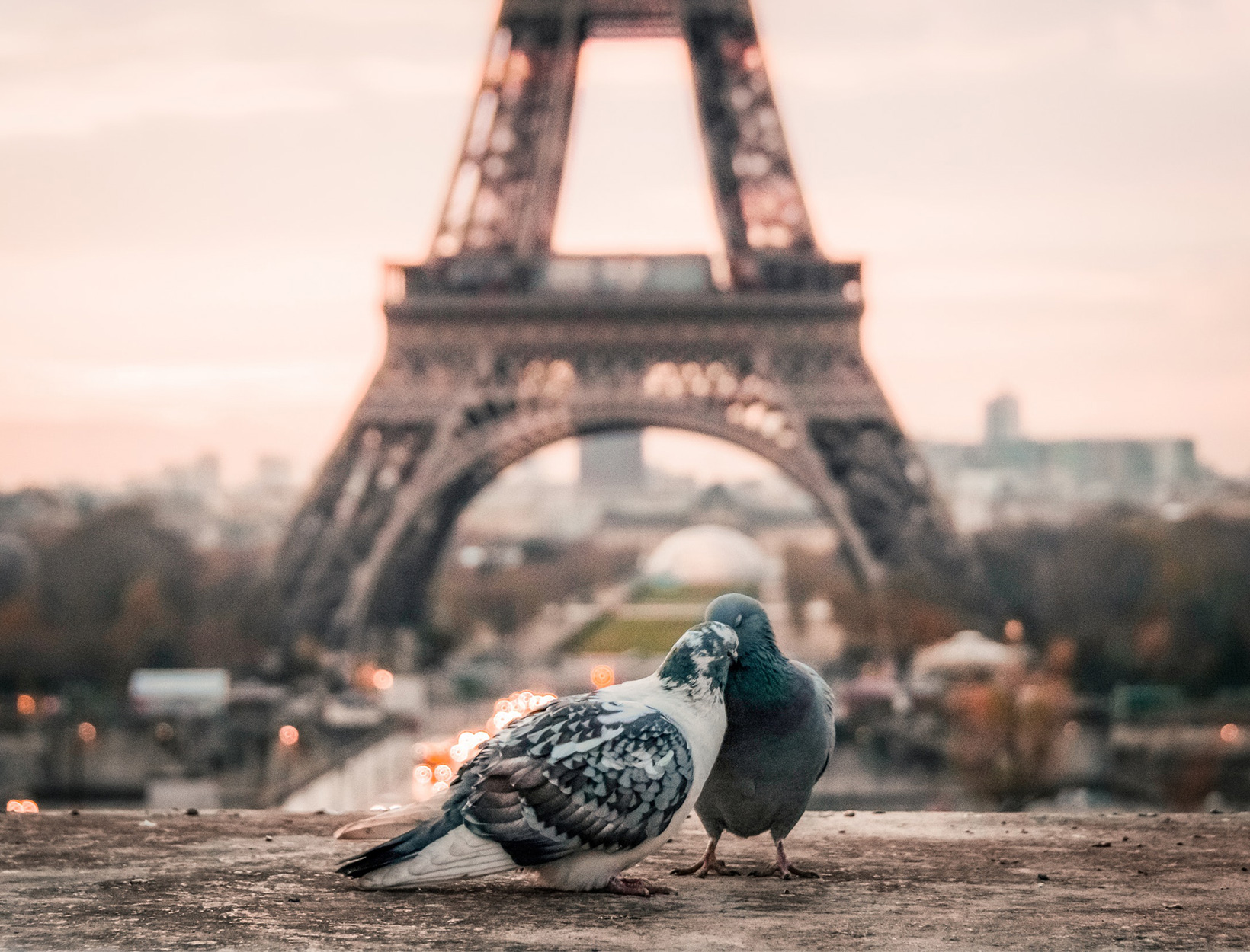 What Pigeons Teach Us About Love