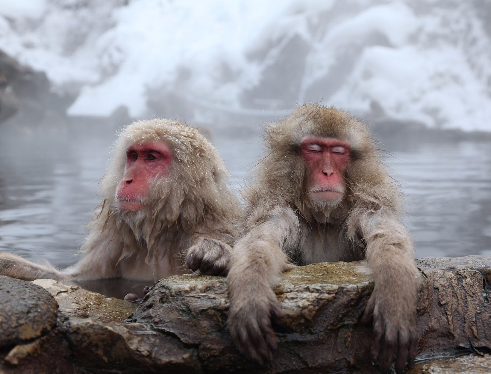 Snow Monkeys Can De-stress by Taking Hot Baths — Just Like Humans