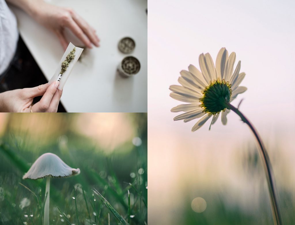 The Case for Psychedelics + Other Stories