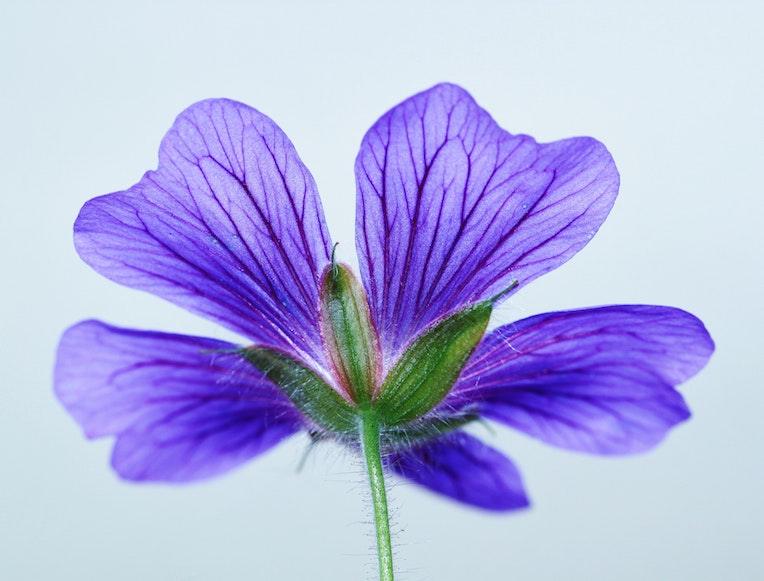 This Purple Plant Has a Secret That Could Replace Synthetic Engine Oil