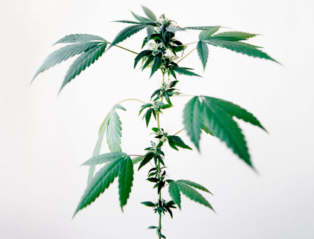 Where Are We with Medical Cannabis Research?