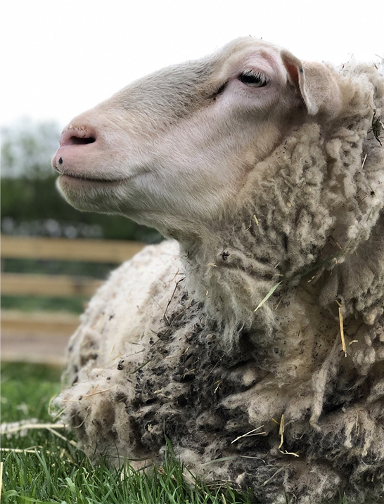 Farm Animals