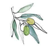 COQ10 Source Olives