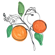 Vitamin C Source Oranges