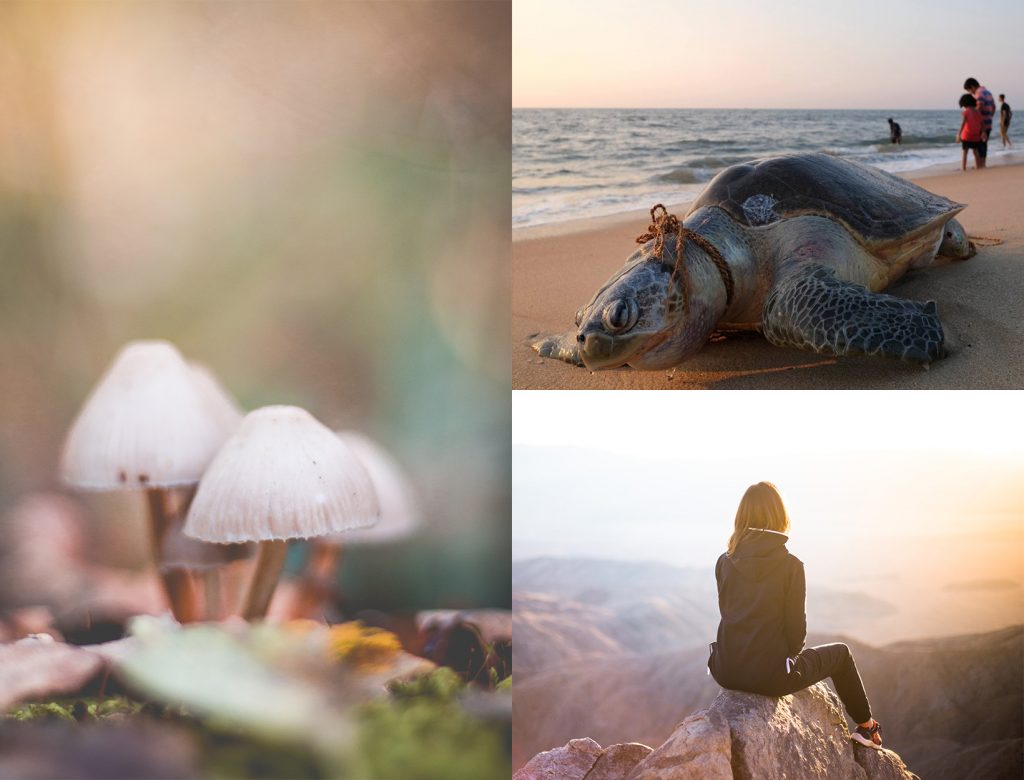 The Threat of Extinction + Other Stories