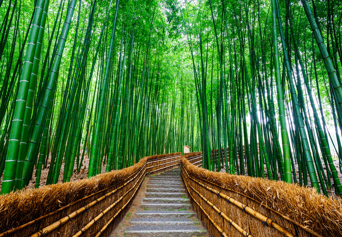 The Bamboo Groves