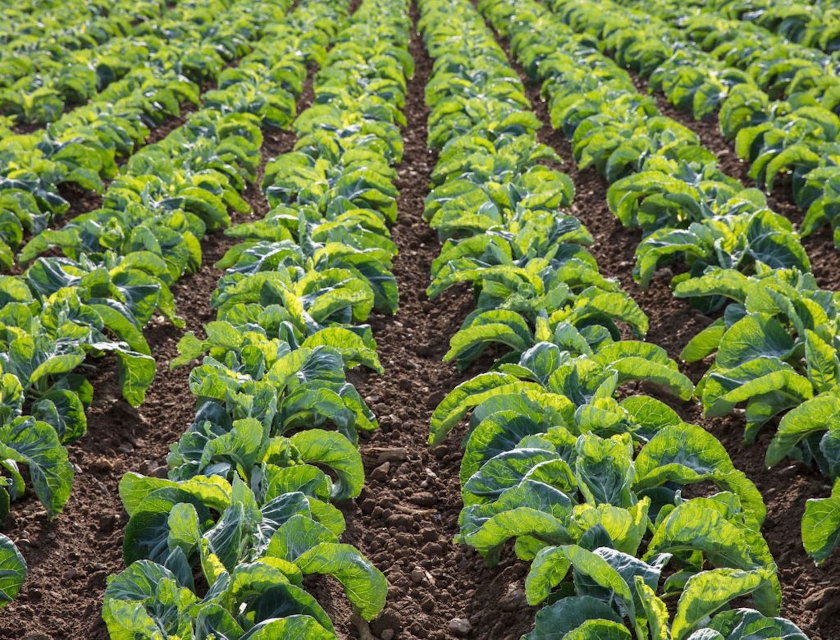 How Soil Health Is Reflected in the Gut