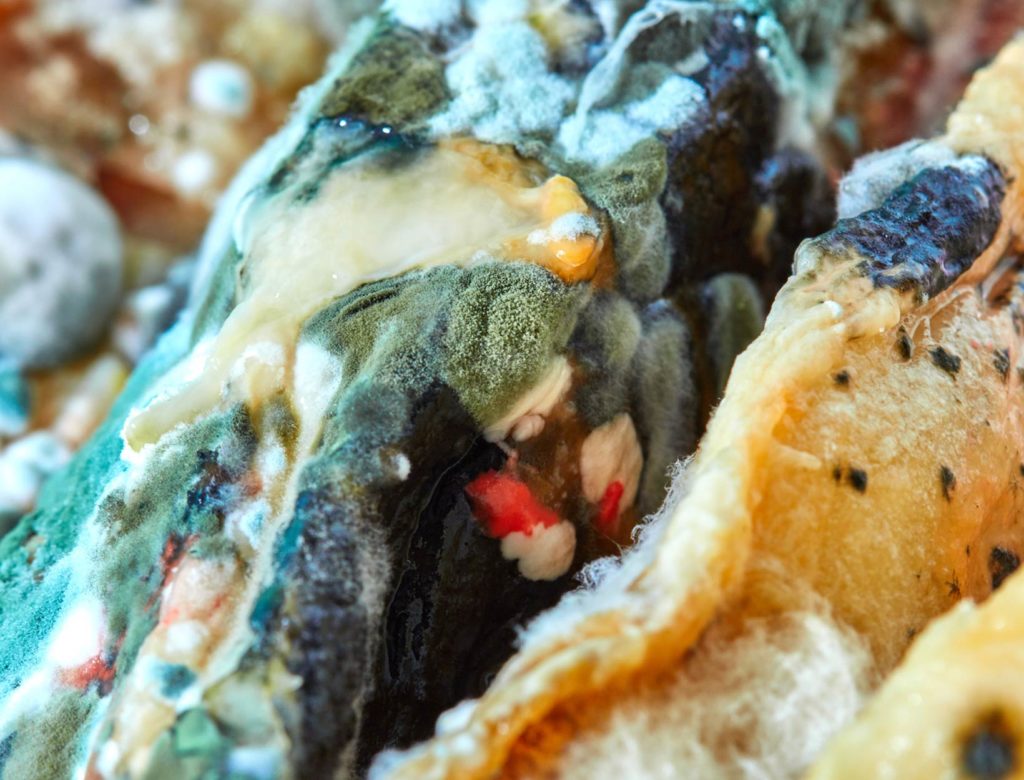 Mold in food: Here is what you need to know