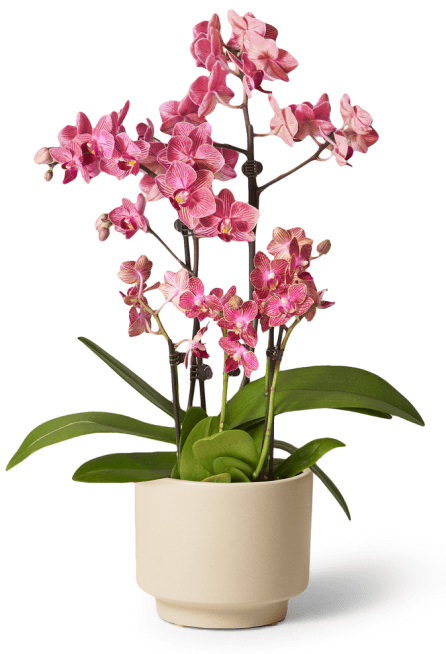 The Sill Fuschia orchid 