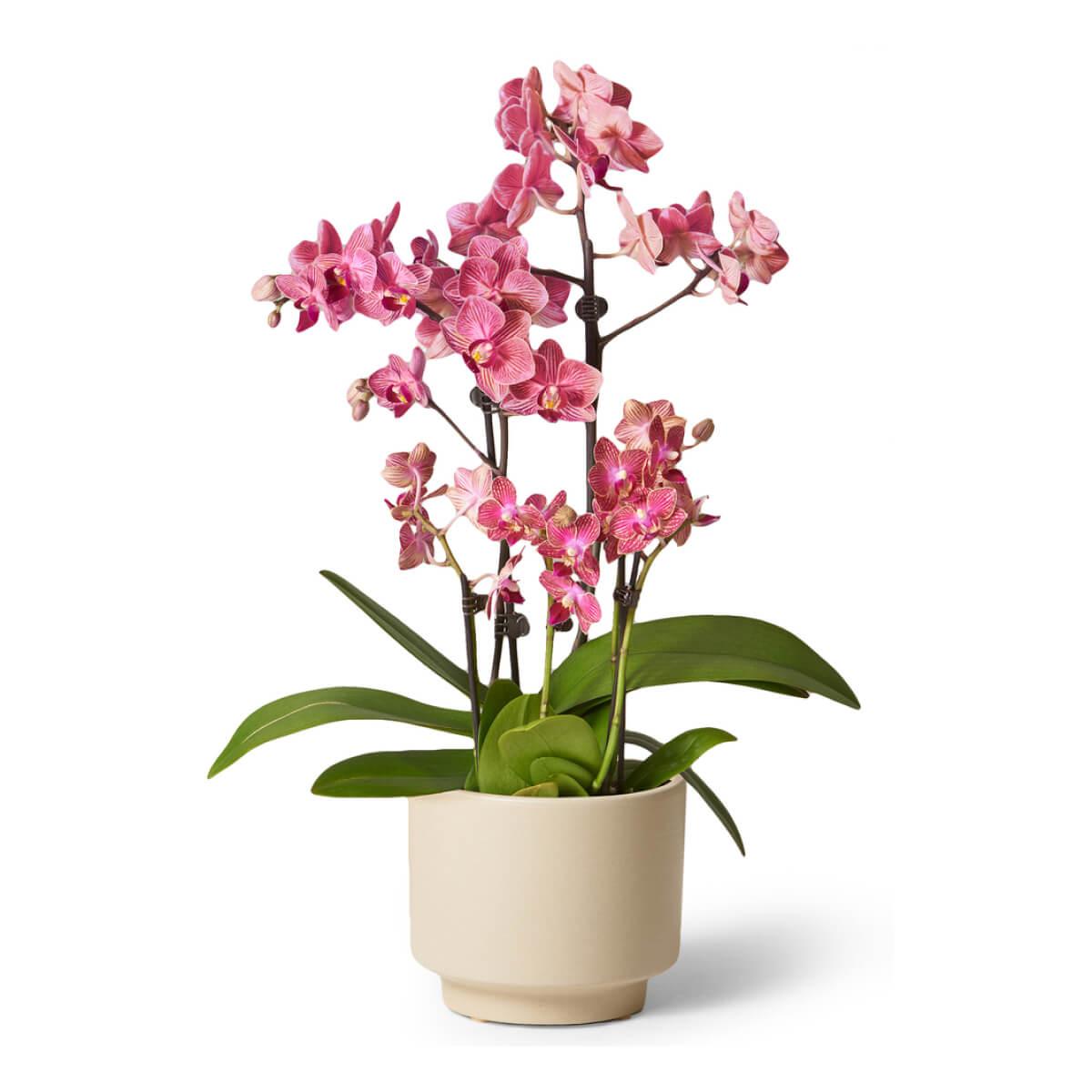 The Sill Fuschia orchid 