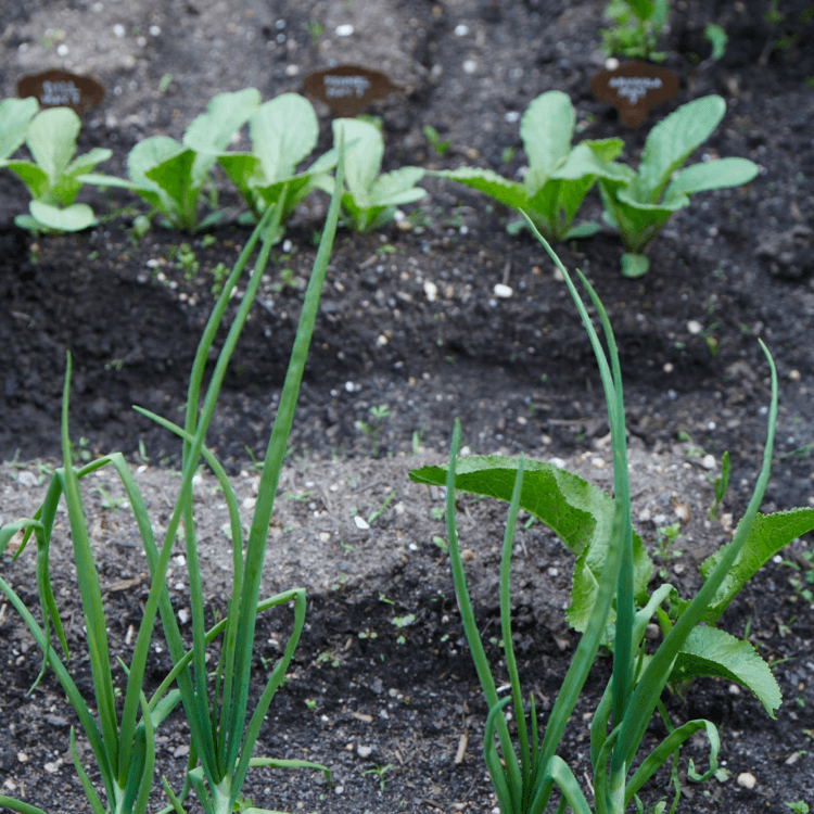 sprouts in soil