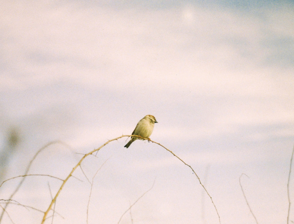 Breaking the Downward Spiral of Loneliness