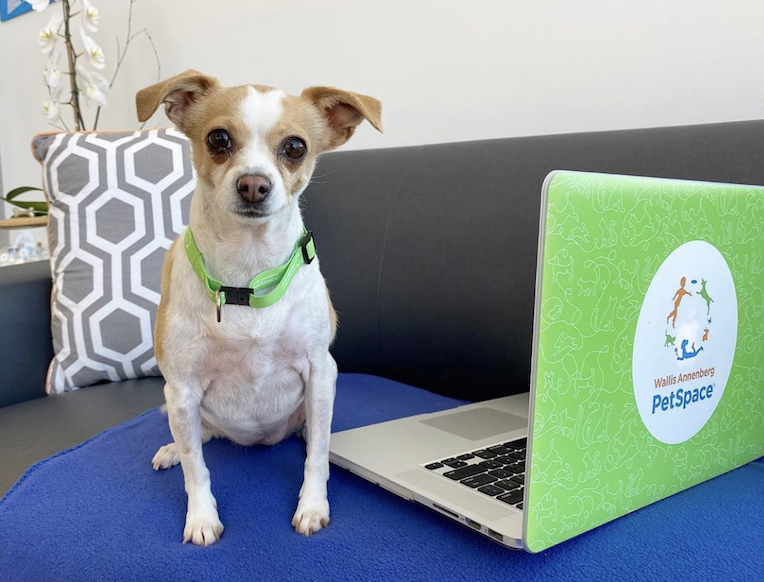 Wallis Annenberg PetSpace