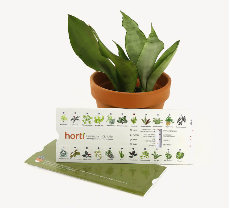 Horti INDOOR PLANT SUBSCRIPTION