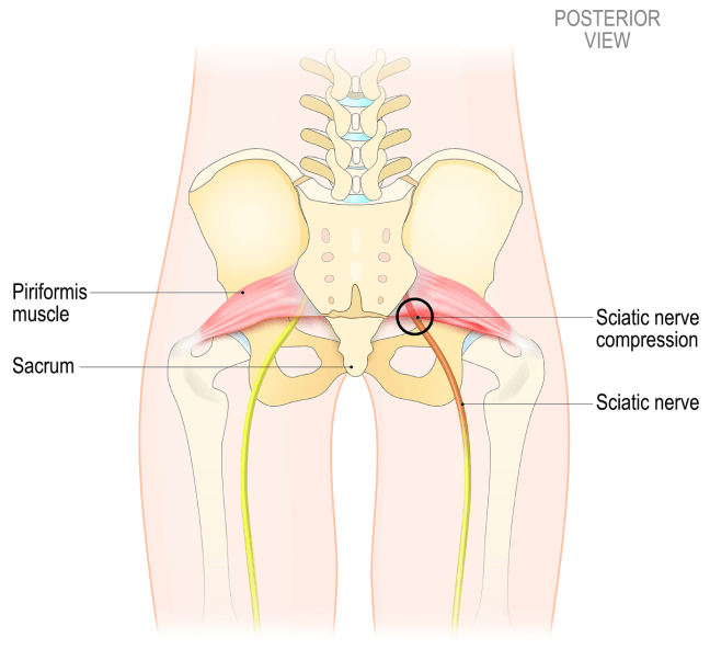 How To Use The Pelvic Clock For Back Relief And Core Support Goop