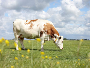 Ask Gerda: Is Raw Dairy Healthy for You?