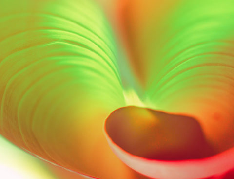 A Neuroscientist’s Case for Legalizing All Drugs