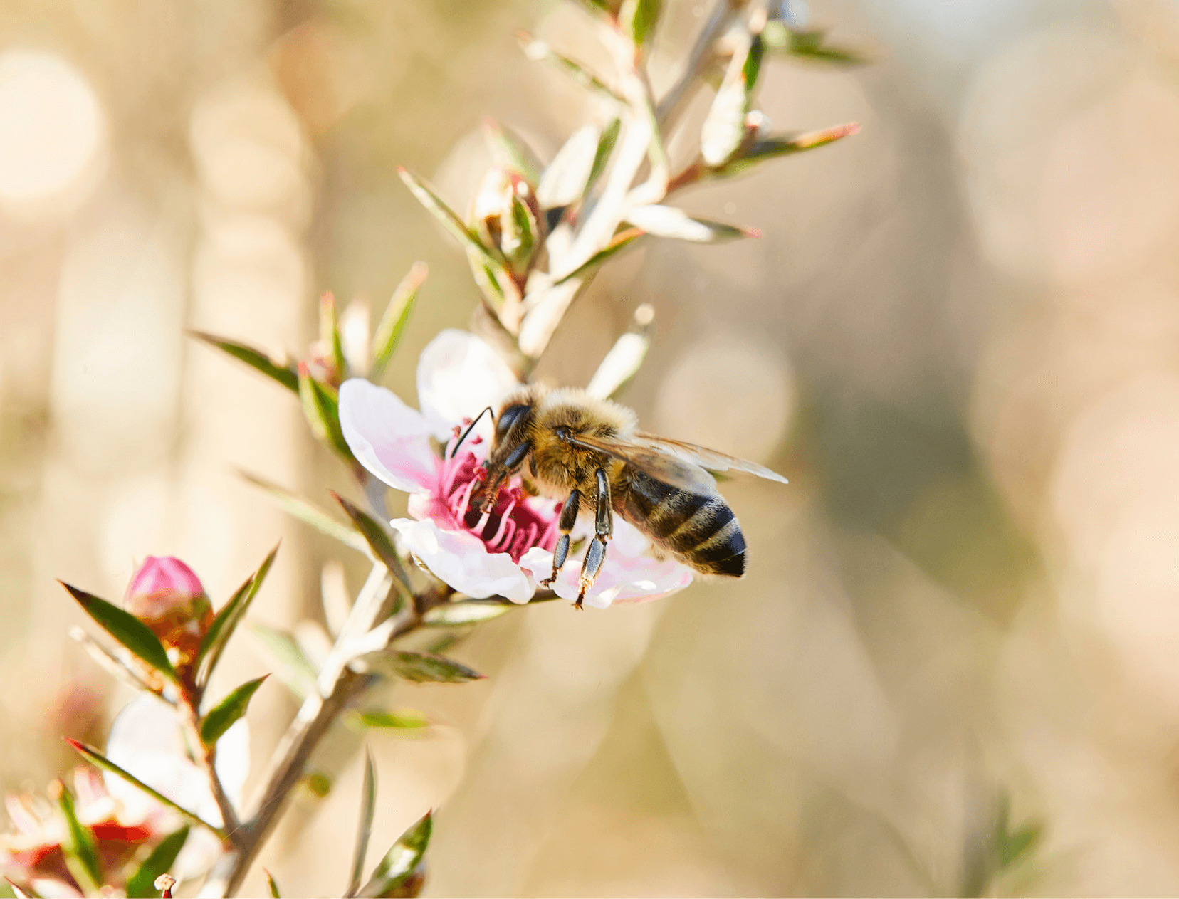 bumblebee on flower