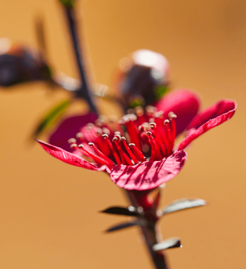 What Is Manuka Honey, and Why Is It So Special? | Goop