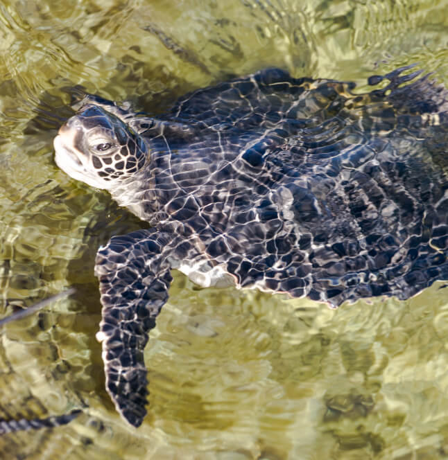 a turtle in the ocean