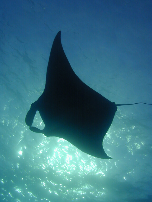 manta ray in the ocean