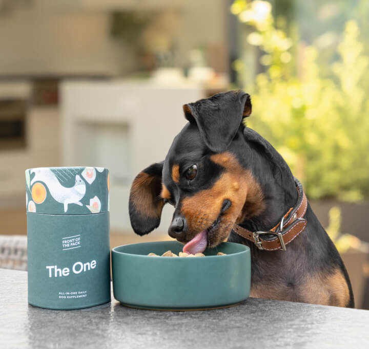 pup eating dog food