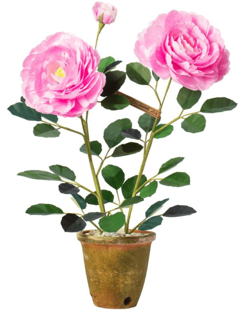 The Green Vase Floribunda Rose Plant