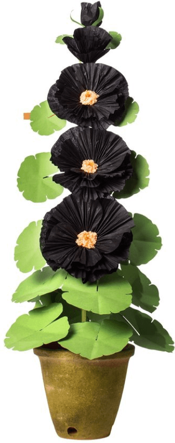 The Green Vase Hollyhock Plant successful  Black