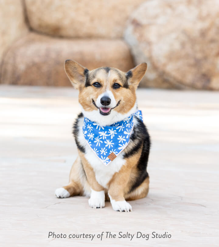 THE FOGGY DOG SPLASH BANDANA The Foggy Dog, $26