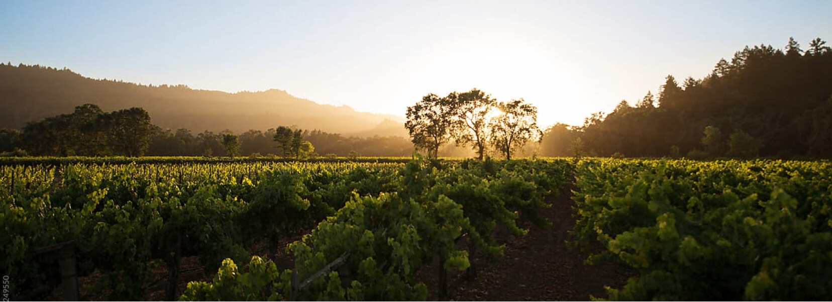 Napa and Sonoma Valleys