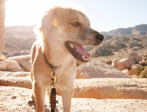 Activity Tracking, Hands-Free Leashes, a Microbiome Testing Kit, and Other Ways We Spoil Our Pets
