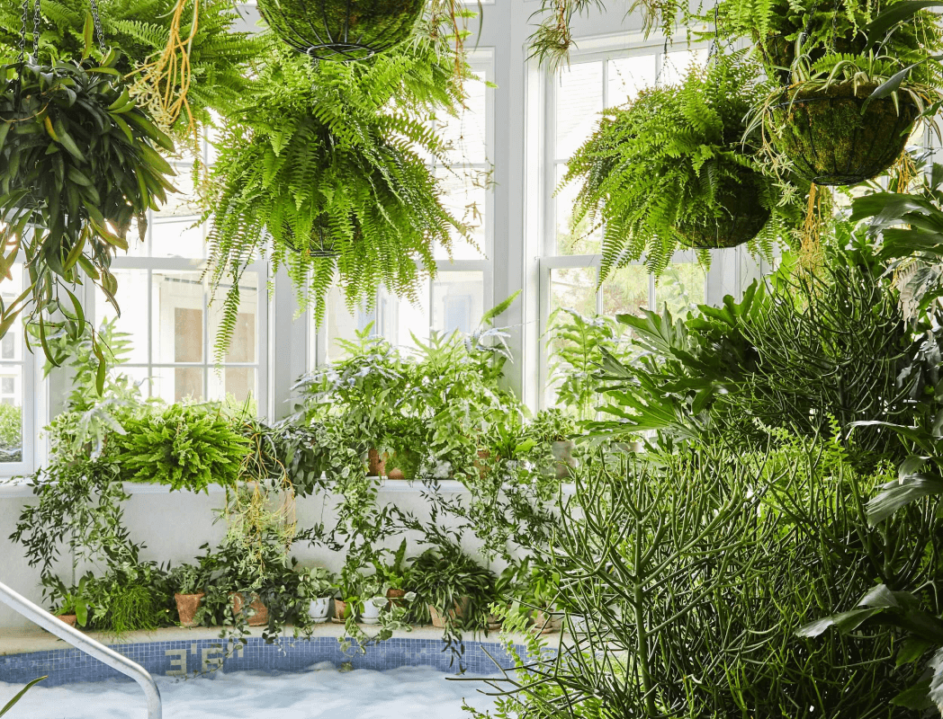 plants surrounding a blistery  tub