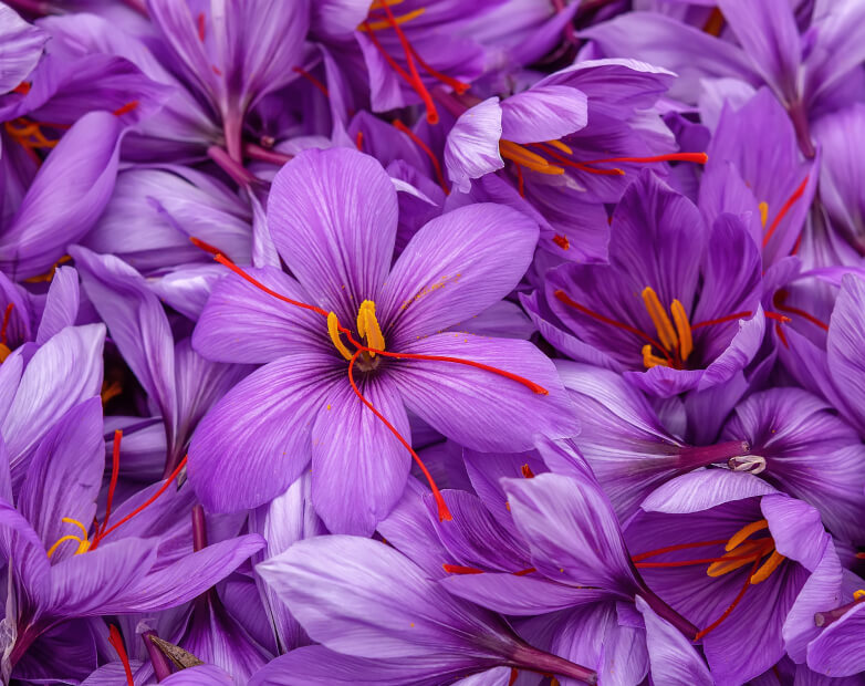 Saffron extract