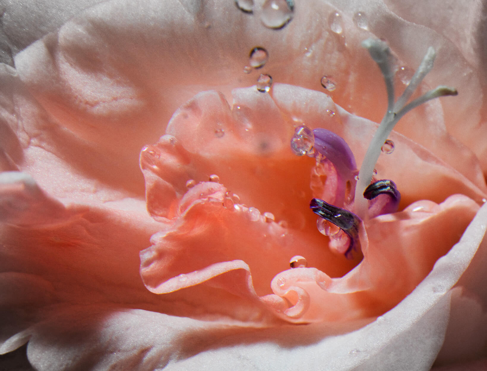 close-up of flower petals