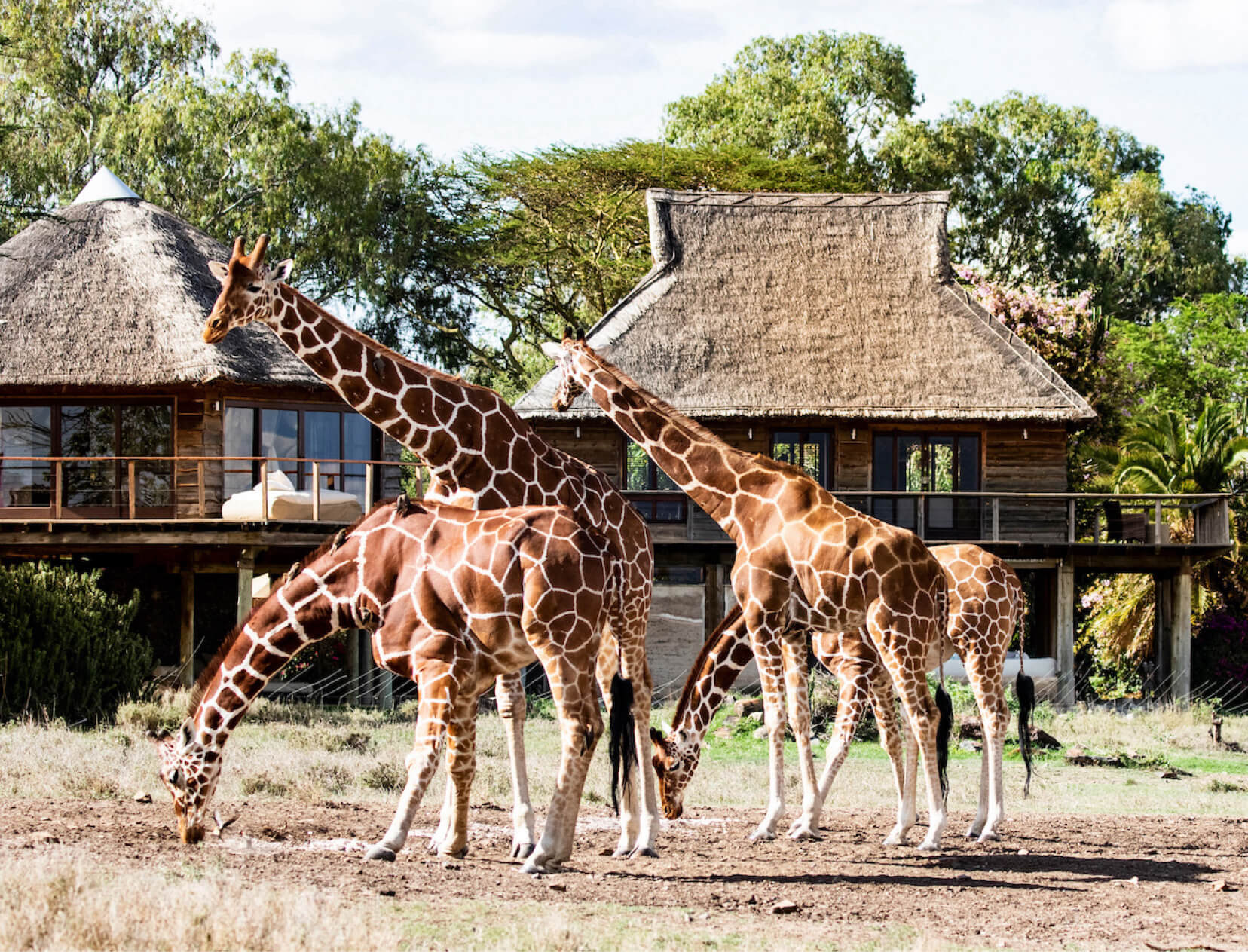 kenya safari documentary