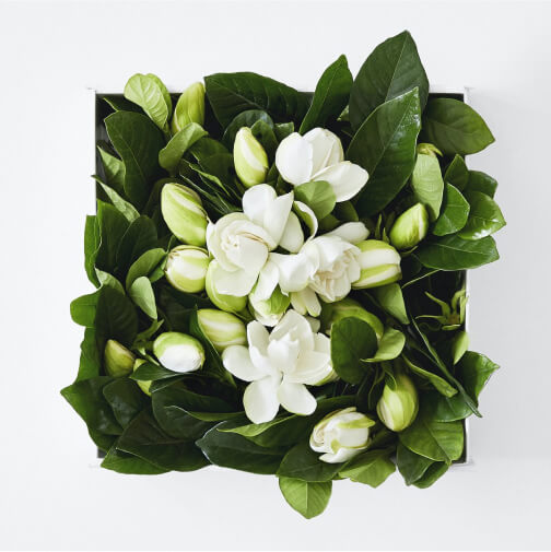 High Camp Supply gardenia delivery