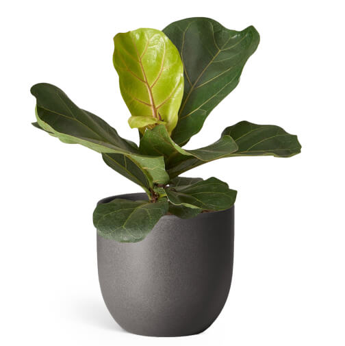 The Sill Fiddle-Leaf Fig