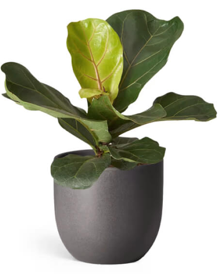 The Sill Fiddle-Leaf Fig