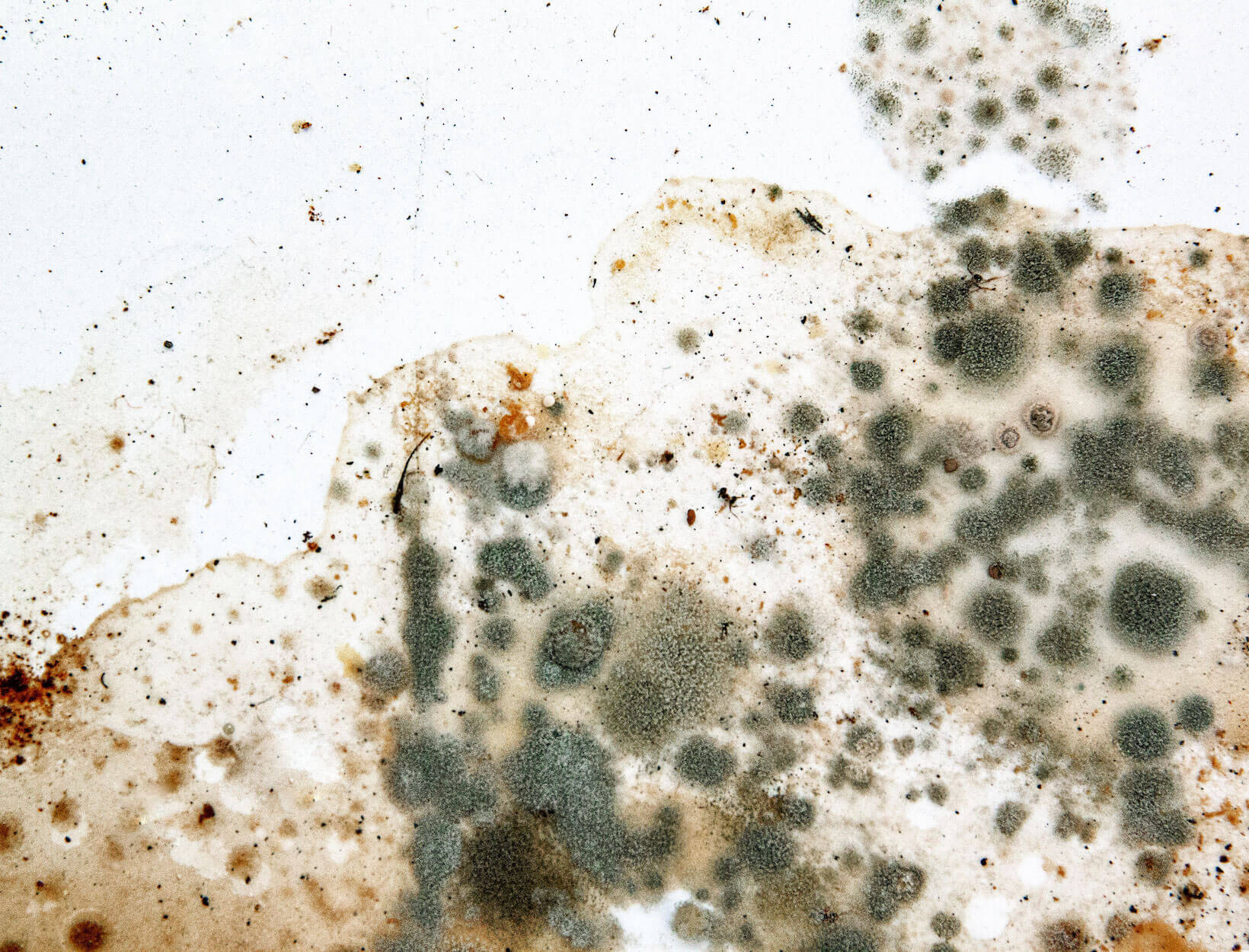 Identifying and Removing Mold from the Home goop