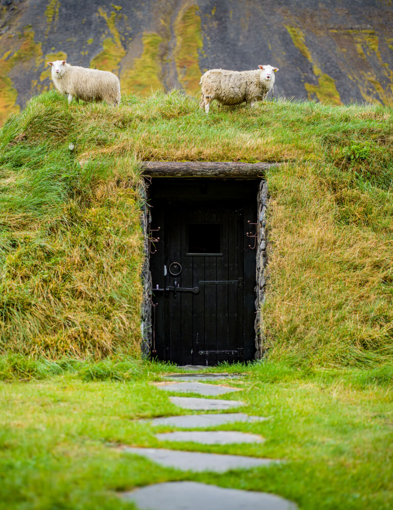 sheep connected  a hill