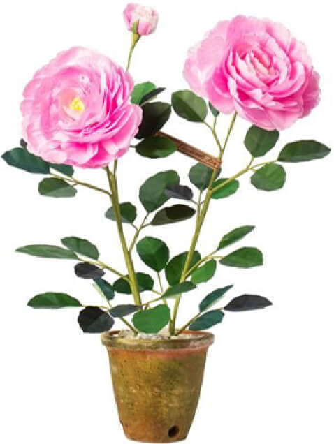 The Green Vase Floribunda Rose Plant, goop, $565