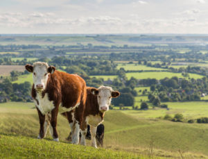 How to Support Family-Run Organic Dairy Farms in an Uncertain Future
