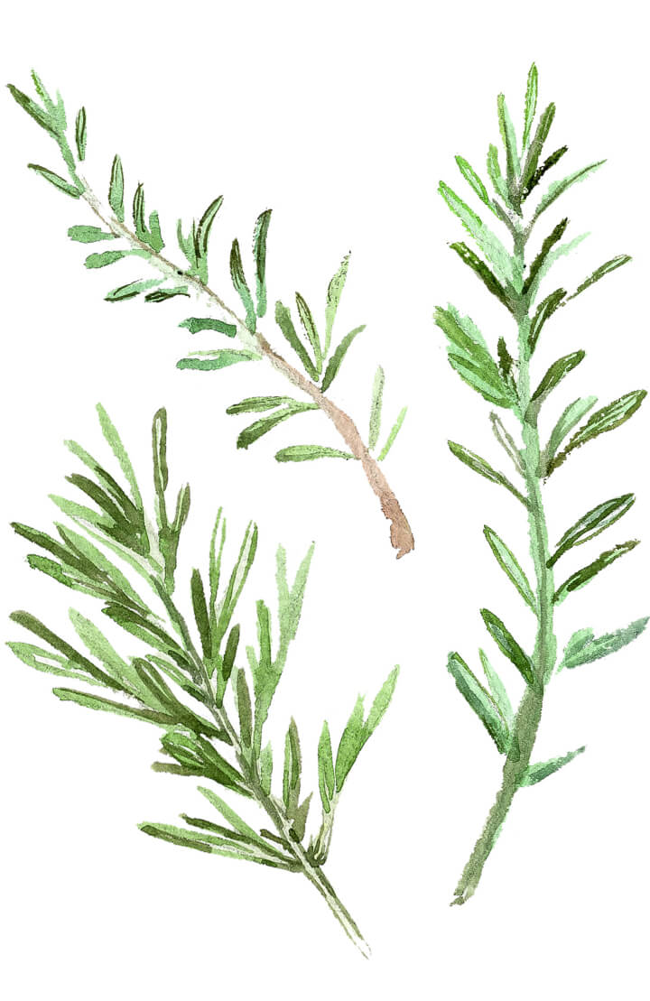 Rosemary