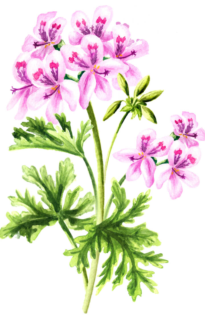 Rose geranium