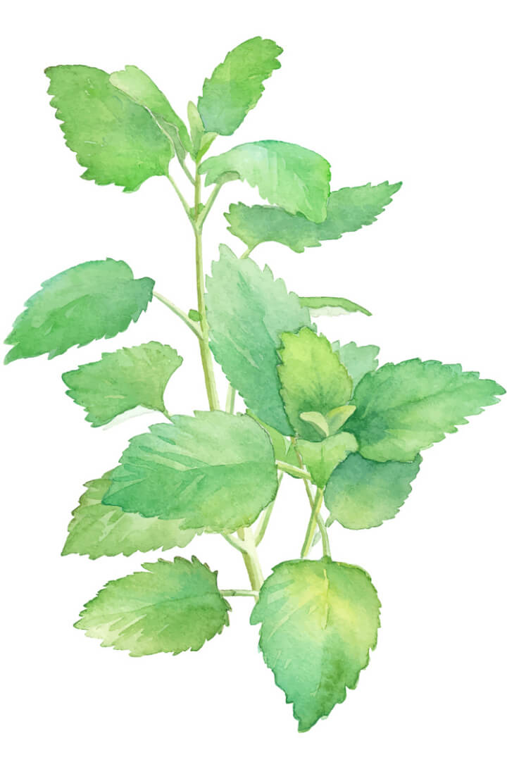 Lemon balm